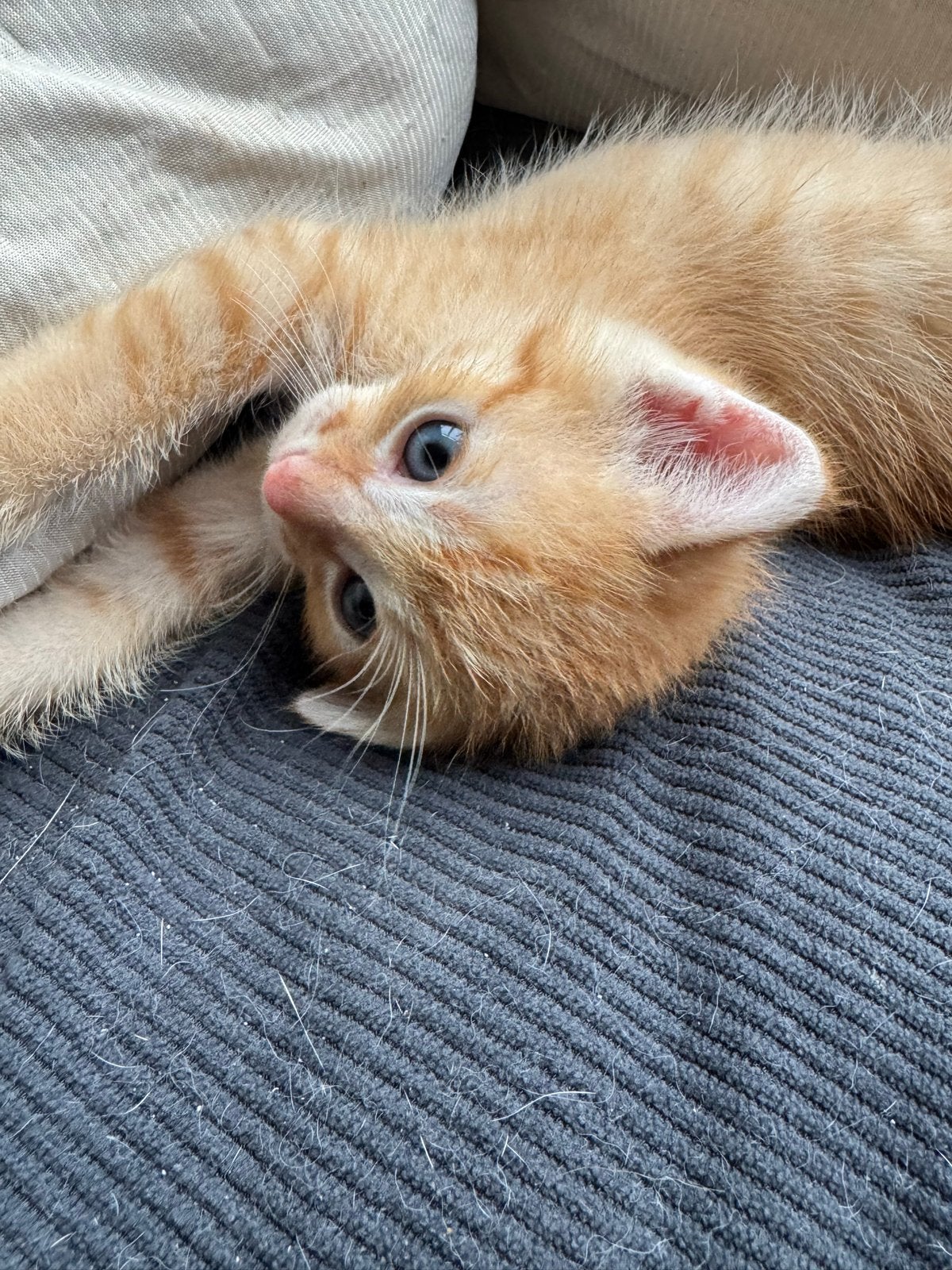 Prachtige bijzondere rode kittens katers te koop, Dieren en Toebehoren, Kater, Kortharig, 0 tot 2 jaar