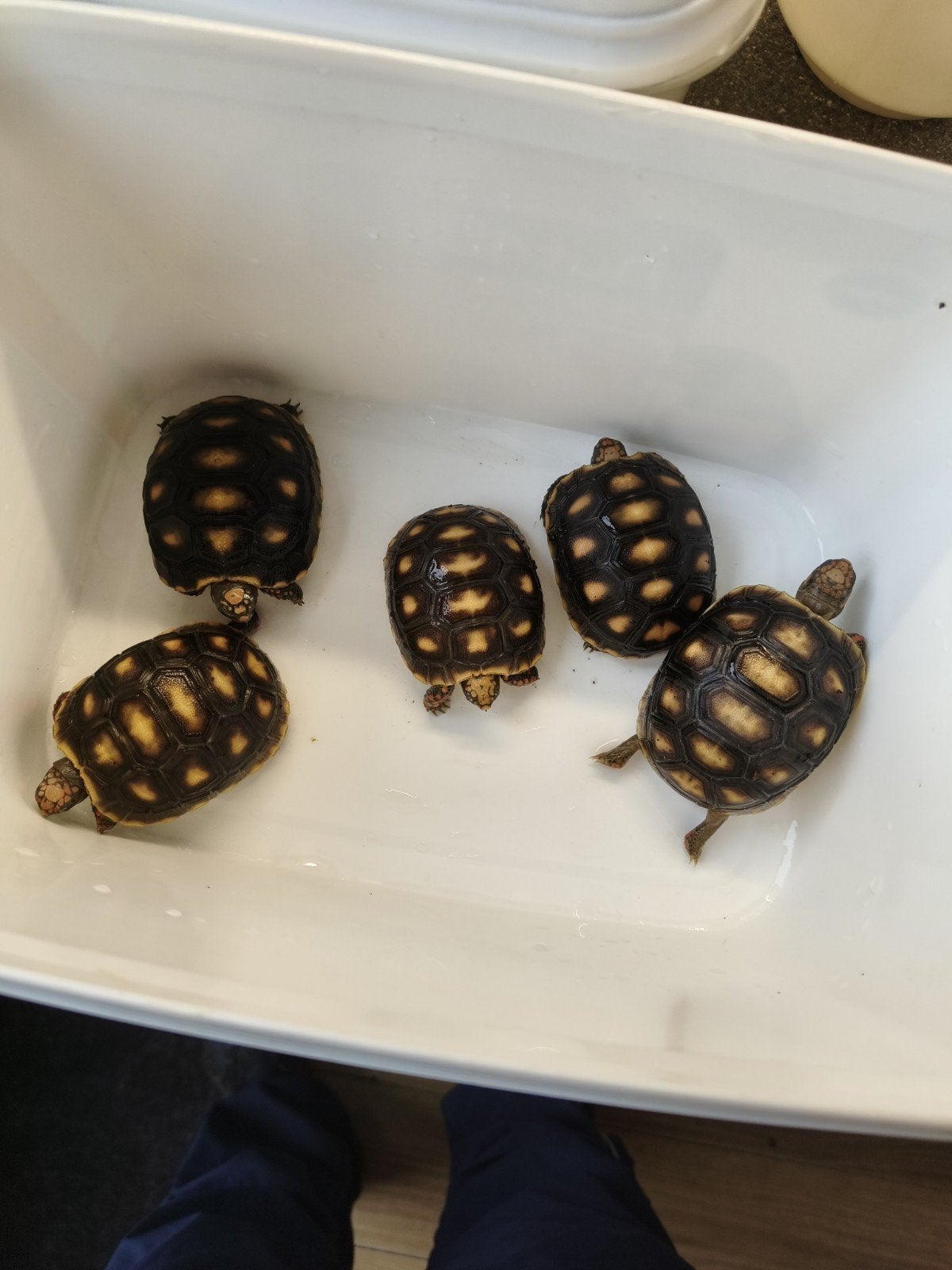 Kolenbrander schildpadden, Dieren en Toebehoren, Reptielen en Amfibieën, Schildpad, 0 tot 2 jaar
