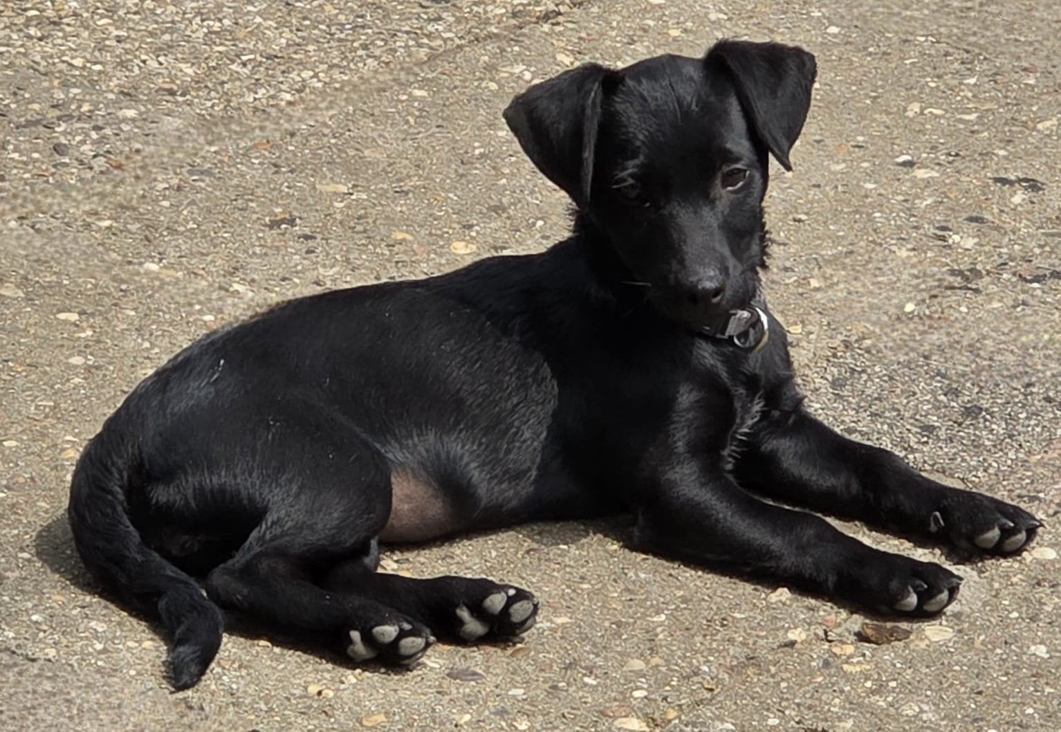 Puppies te koop, Dieren en Toebehoren, Honden | Chihuahua's en Gezelschapshonden, 8 tot 15 weken, Parvo, Meerdere, Meerdere dieren