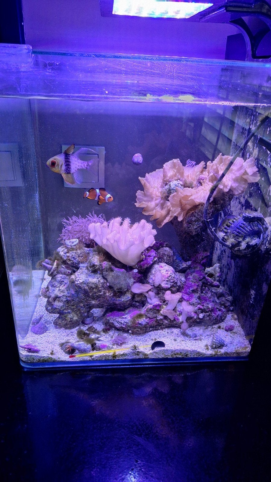 Nano aquarium, Dieren en Toebehoren, Ophalen, Gebruikt, Gevuld zeewateraquarium, Blue Marine