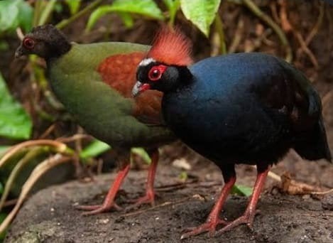 GEZOCHT roel-roel patrijs volwassenen 1-2 jaar of jonger, Dieren en Toebehoren, Vogels | Overige Vogels, Mannelijk