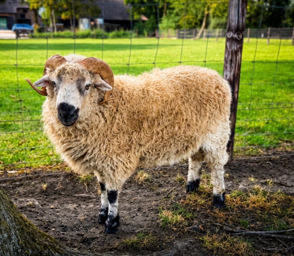 3 unieke, makke rammen te koop | Quessant  Schwarznase, Dieren en Toebehoren, Schapen, Geiten en Varkens, Mannelijk, Schaap