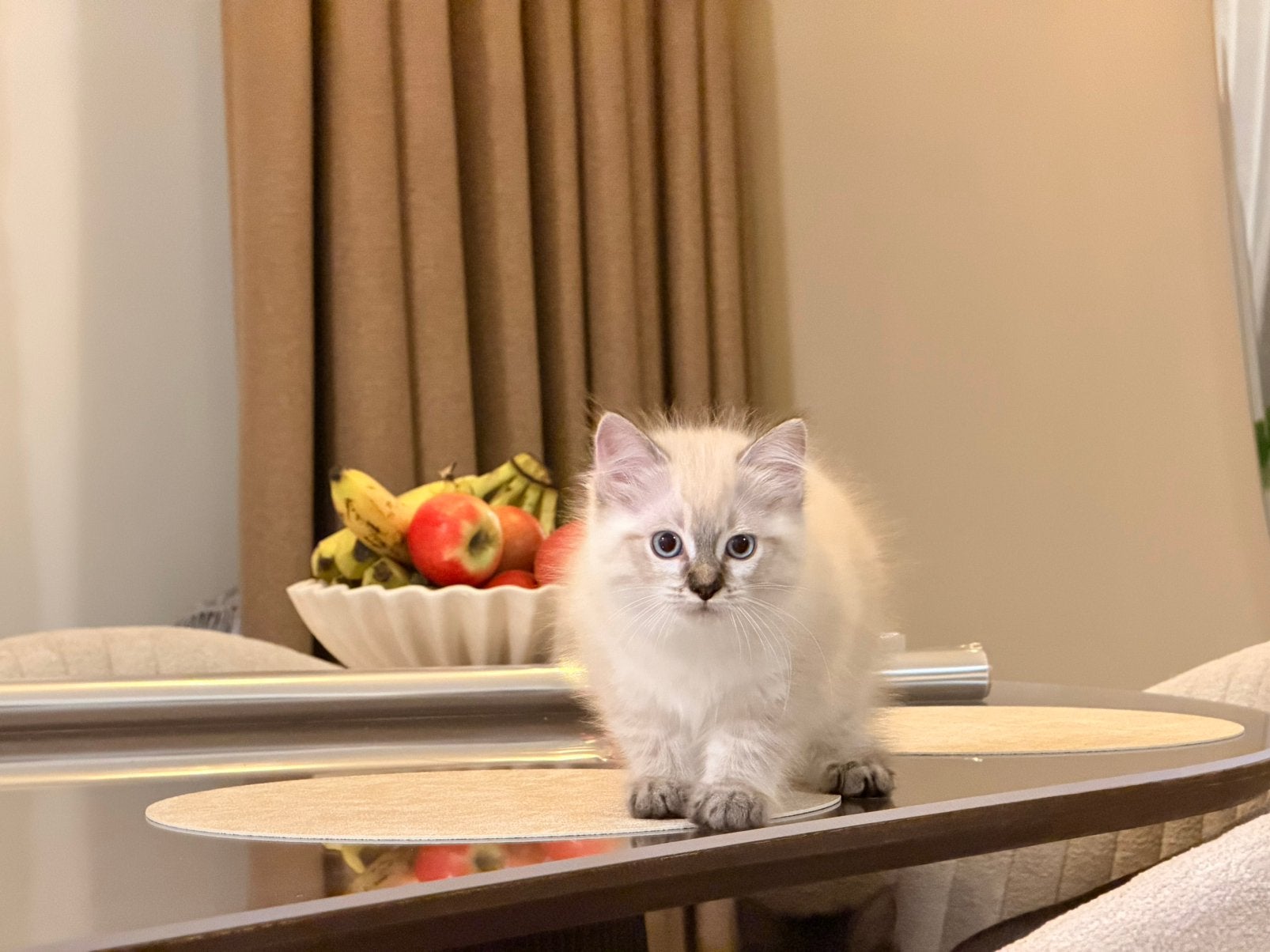 Ragdoll kittens, Meerdere dieren, Ontwormd, 0 tot 2 jaar