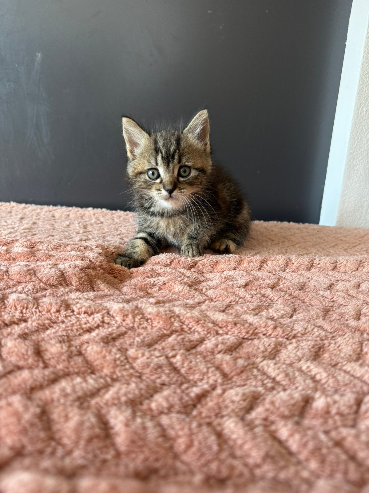 Ragdoll/ Europeese korthaar, Meerdere dieren, 0 tot 2 jaar
