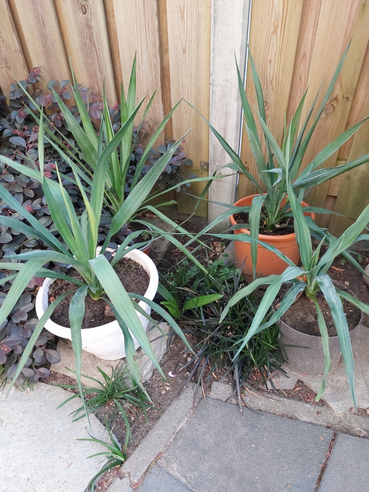 winterharde yucca s, Tuin en Terras, Ophalen, Overige soorten, Volle zon