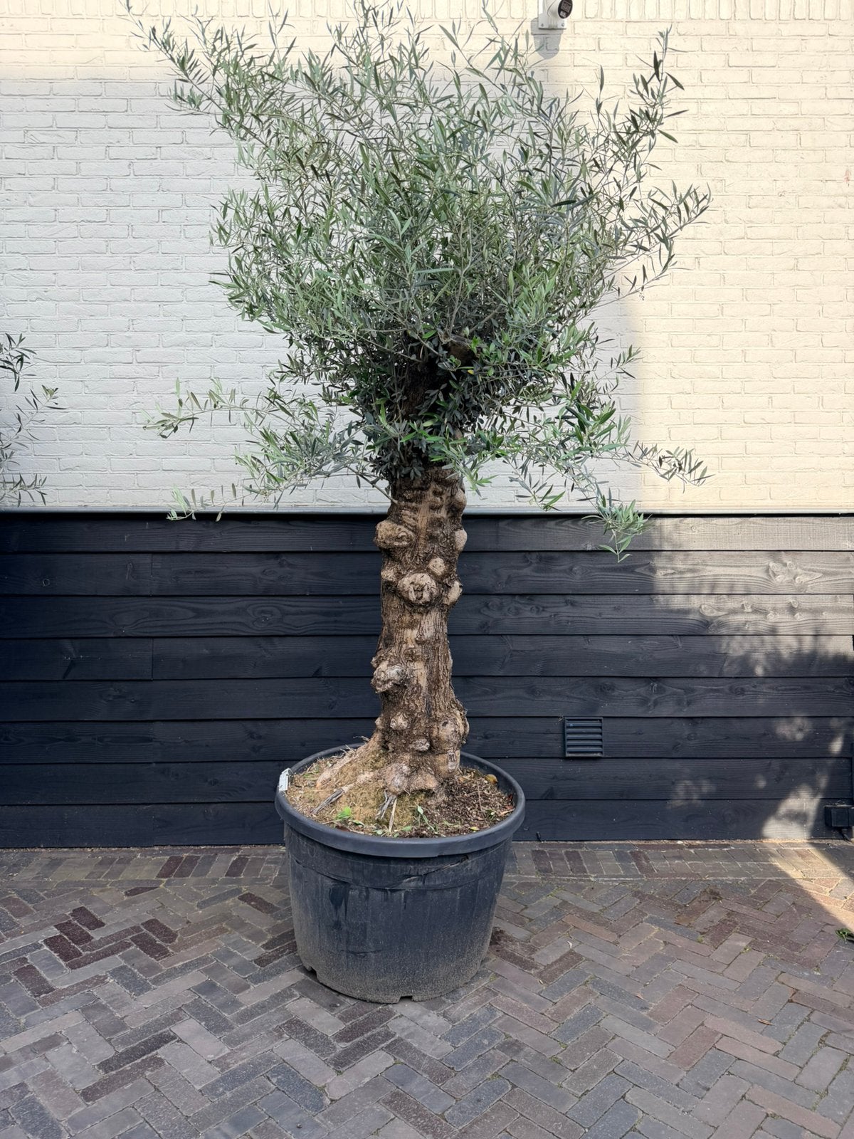 Olea europeae olijfboom 60/80 cm stamomtrek, Tuin en Terras, Planten | Bomen, 100 tot 250 cm, Olijfboom, Zomer, Ophalen