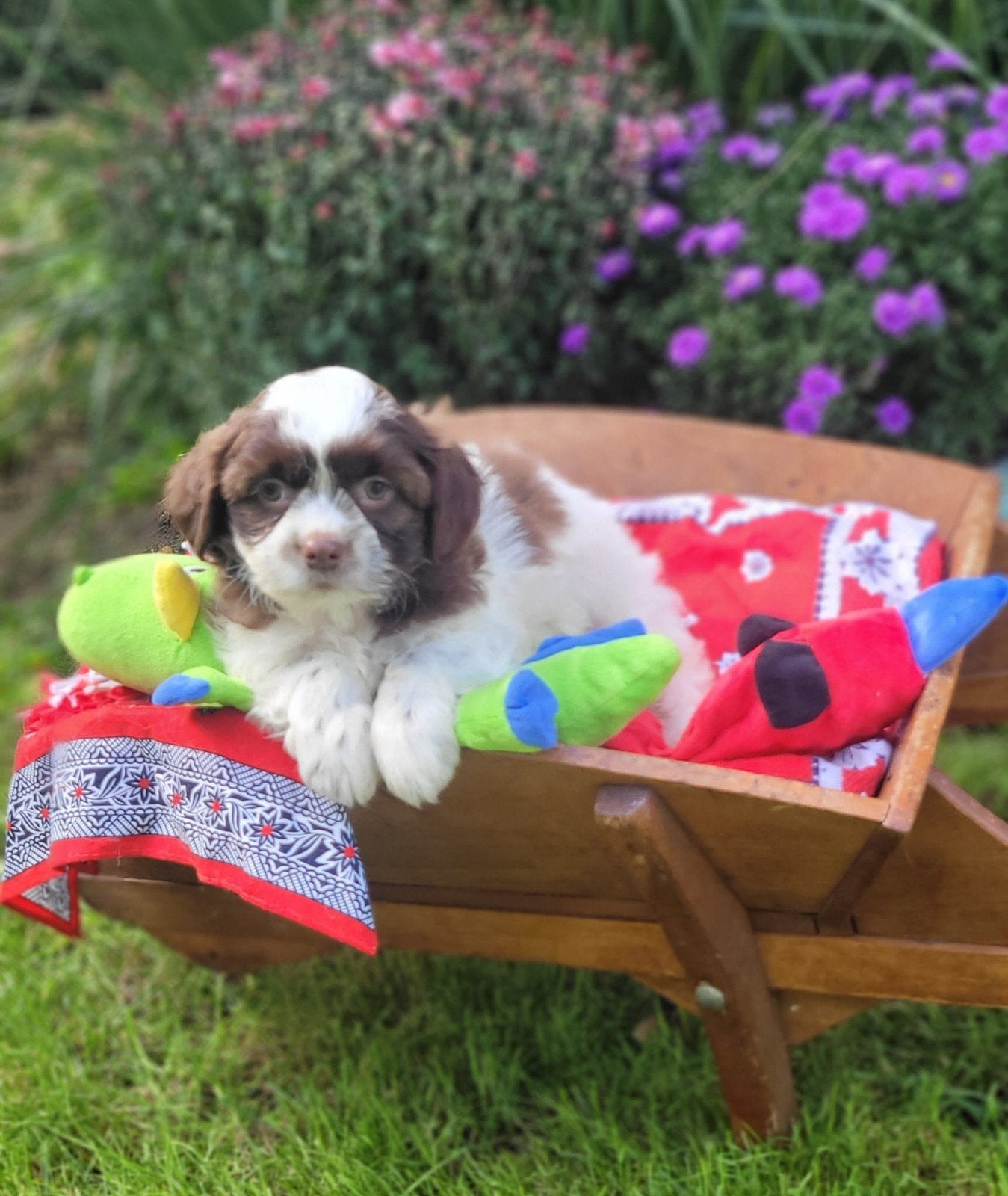 Leuke boomer pups te koop!, Dieren en Toebehoren, CDV (hondenziekte), 8 tot 15 weken, Groot, Meerdere