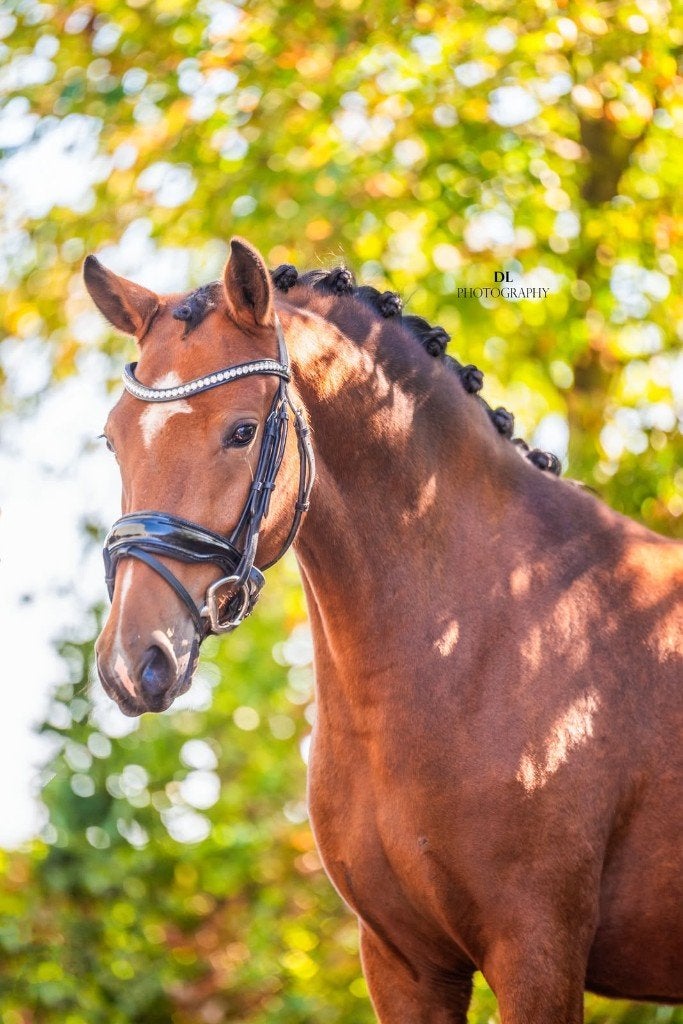 Lieve en knappe D-pony, Merrie, Met stamboom, Springpony, 3 tot 6 jaar