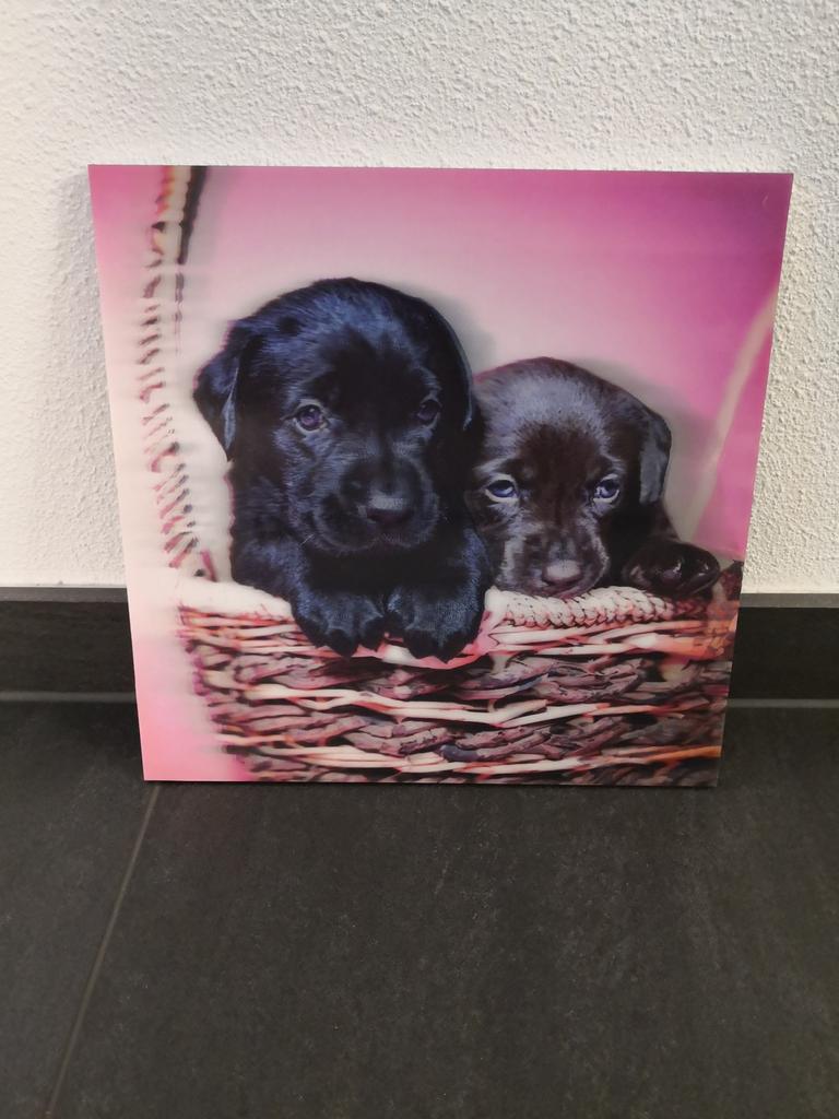 3D Honden Schilderij 29,5 x 29,5 cm, Kinderen en Baby's, Kinderkamer | Inrichting en Decoratie, Ophalen of Verzenden, Zo goed als nieuw