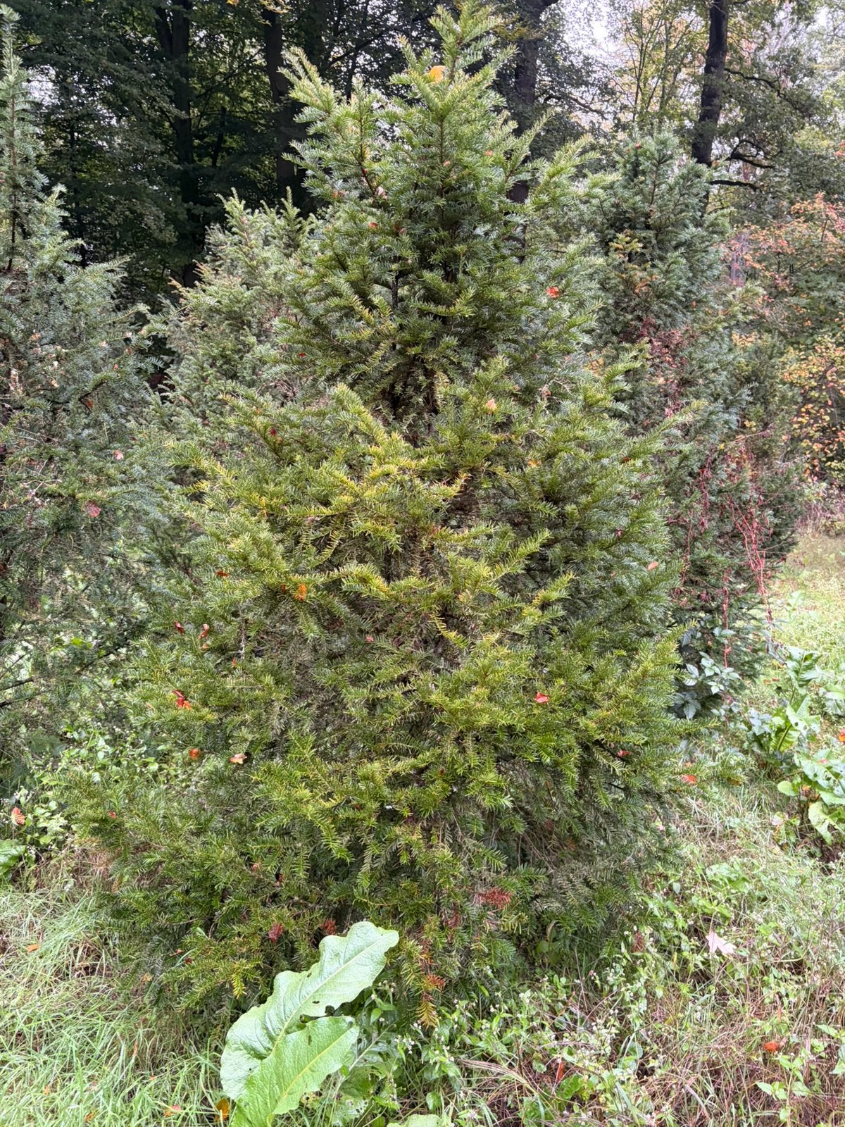 Taxus Baccata 250-350cm, Ophalen, Taxus