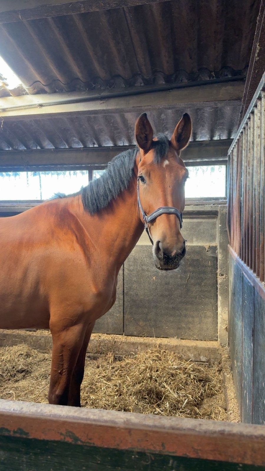 Super brave merrie te koop, Dieren en Toebehoren, Merrie, Zadelmak, Met stamboom, 3 tot 6 jaar