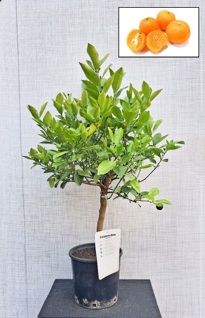 1 Citrus Caladomin Mitis- Kleine Zure Sinaasappel- Vruchtdra, Tuin en Terras, Ophalen, Minder dan 100 cm, Lente, Overige soorten