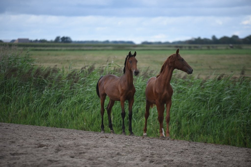 Dressuur gefokte appaloosa enter hengsten., Met stamboom, Niet van toepassing, Dressuurpaard, 0 tot 2 jaar