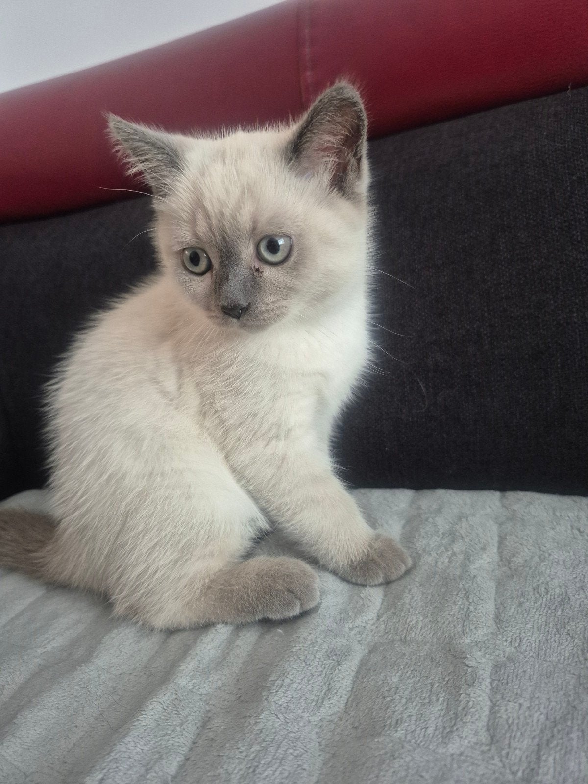 2 lieve poesjes geboren 10 juli – gevaccineerd, zindelijk &, Poes, Ontwormd, 0 tot 2 jaar