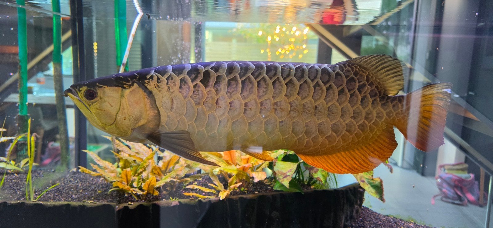 asian arowana blue base golden, Dieren en Toebehoren, Vis, Zoetwatervis
