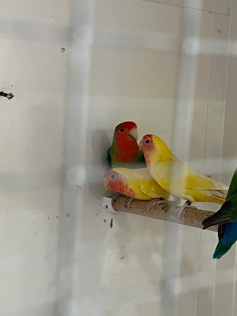 Agapornis groen man, Dieren en Toebehoren, Vogels | Parkieten en Papegaaien, Geslacht onbekend, Dwergpapegaai of Agapornis