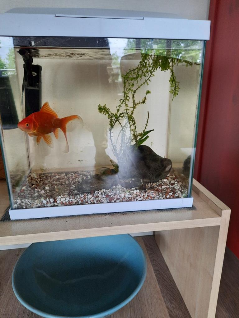 Aquarium 30 ltr. óók geschikt voor tropische vissen. LEEG!, Ophalen, Leeg aquarium