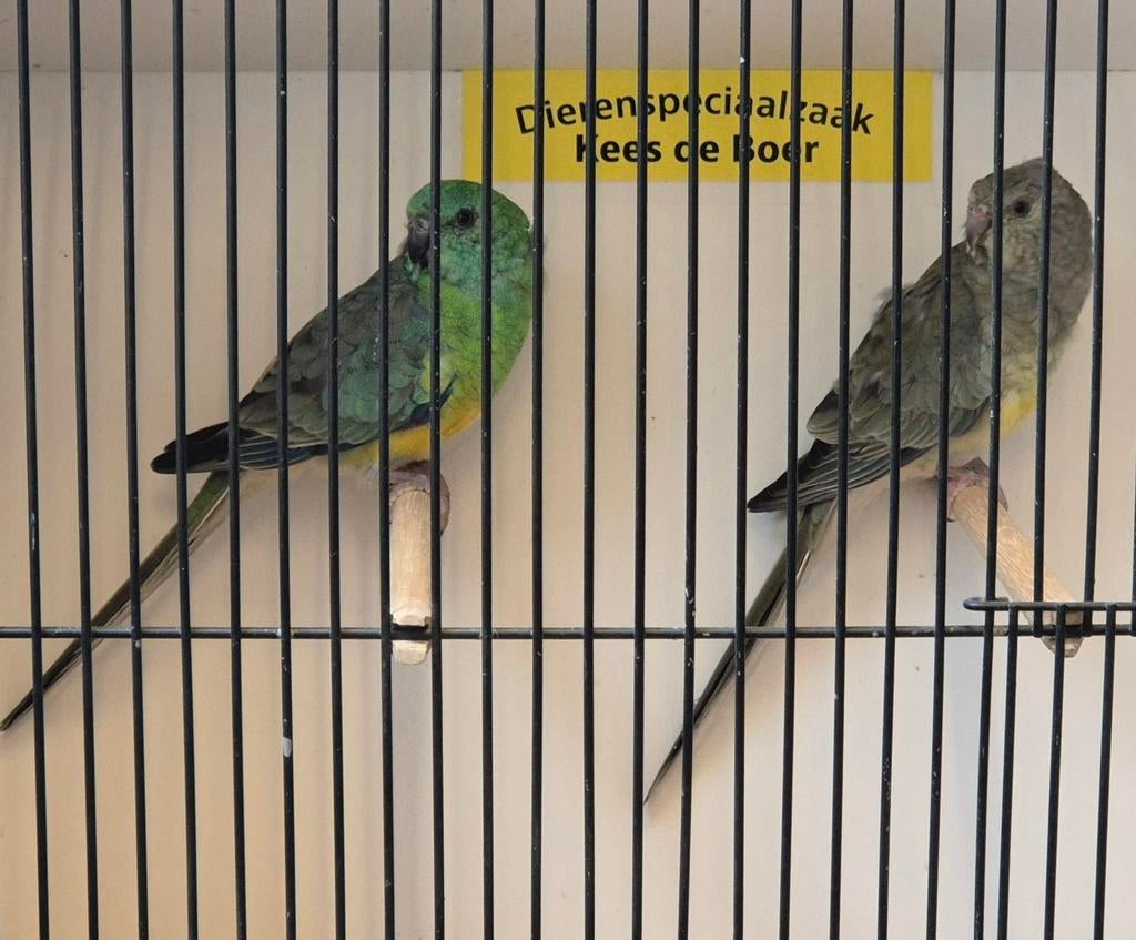 Roodrugparkieten, Meerdere dieren, Parkiet