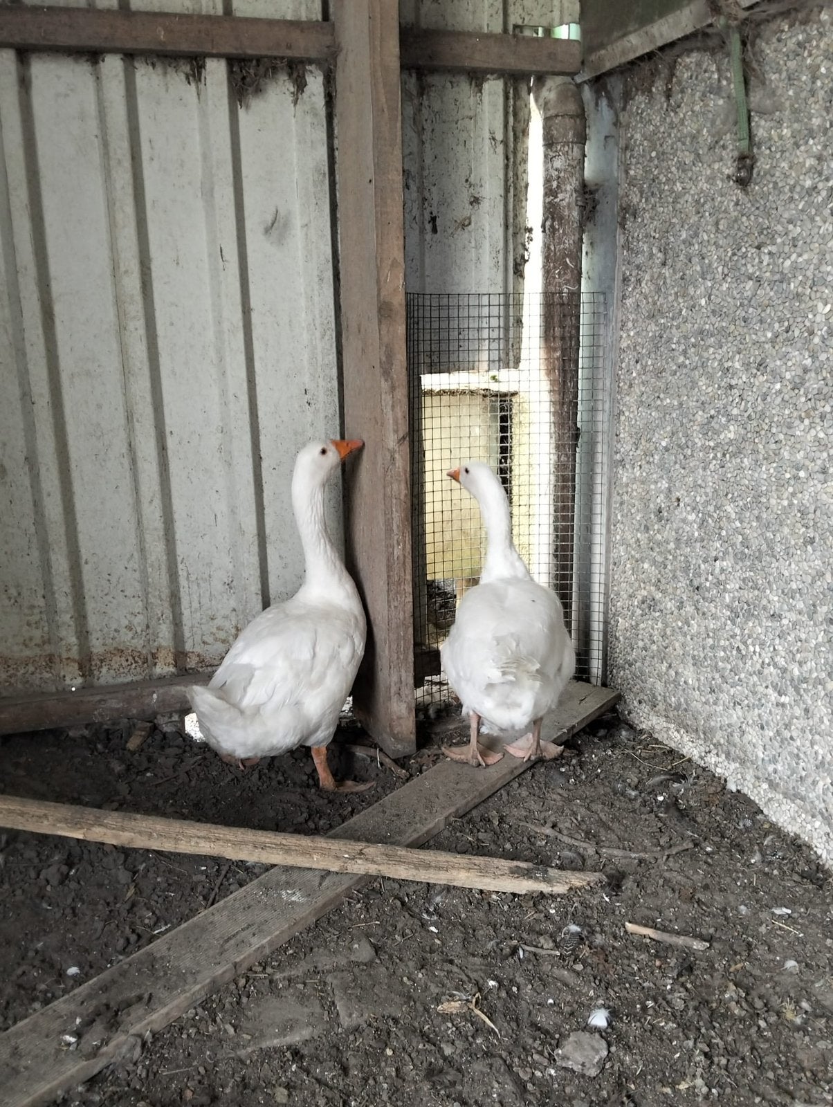 Boeren ganzen vrouwtjes, Vrouwelijk, Gans of Zwaan