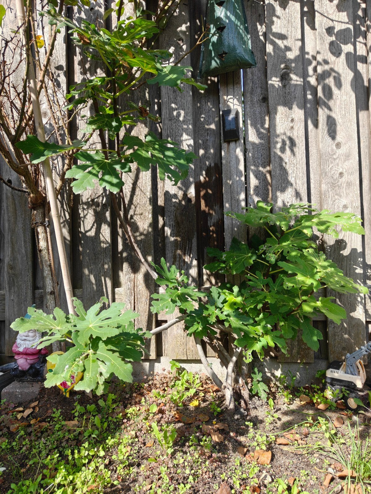 Vijgenplant - Jonge Ficus Carica voor uw tuin, Volle zon, Vaste plant, Ophalen of Verzenden, Zomer