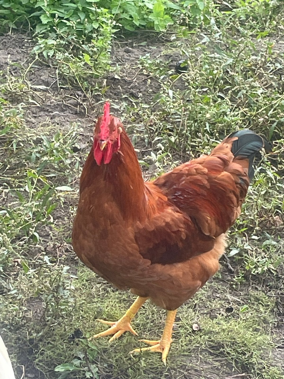 Poule de Bresse hanen, Dieren en Toebehoren, Mannelijk, Kip