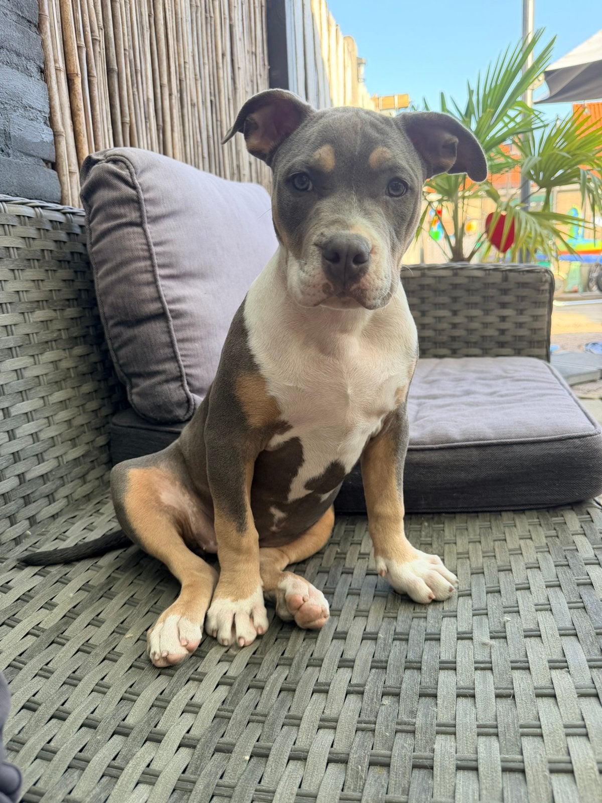 American Bully pup 20 weken teefje tricolor, 15 weken tot 1 jaar, Teef, Bulldog, Eén hond