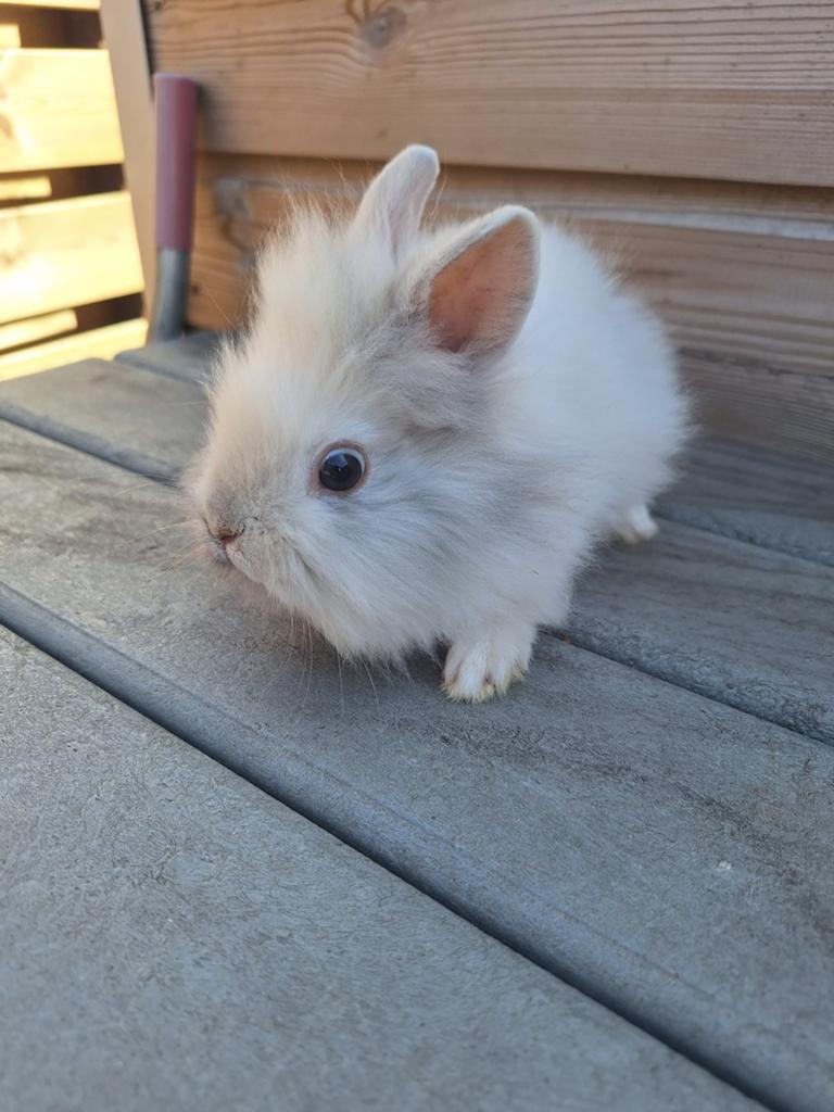 Jonge konijnen te koop, Meerdere dieren, Middelgroot