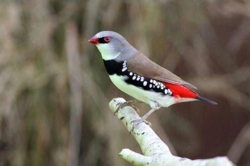 Diamantvink Man, Dieren en Toebehoren, Vogels | Overige Vogels, Mannelijk, Tropenvogel