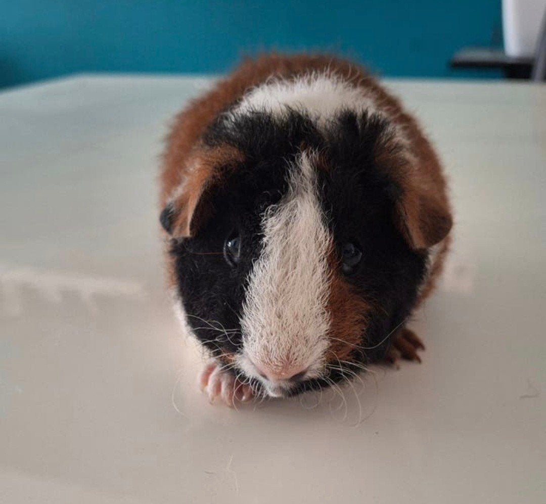 US Teddy beer, Dieren en Toebehoren, Cavia, Juni, Mannelijk, Tam
