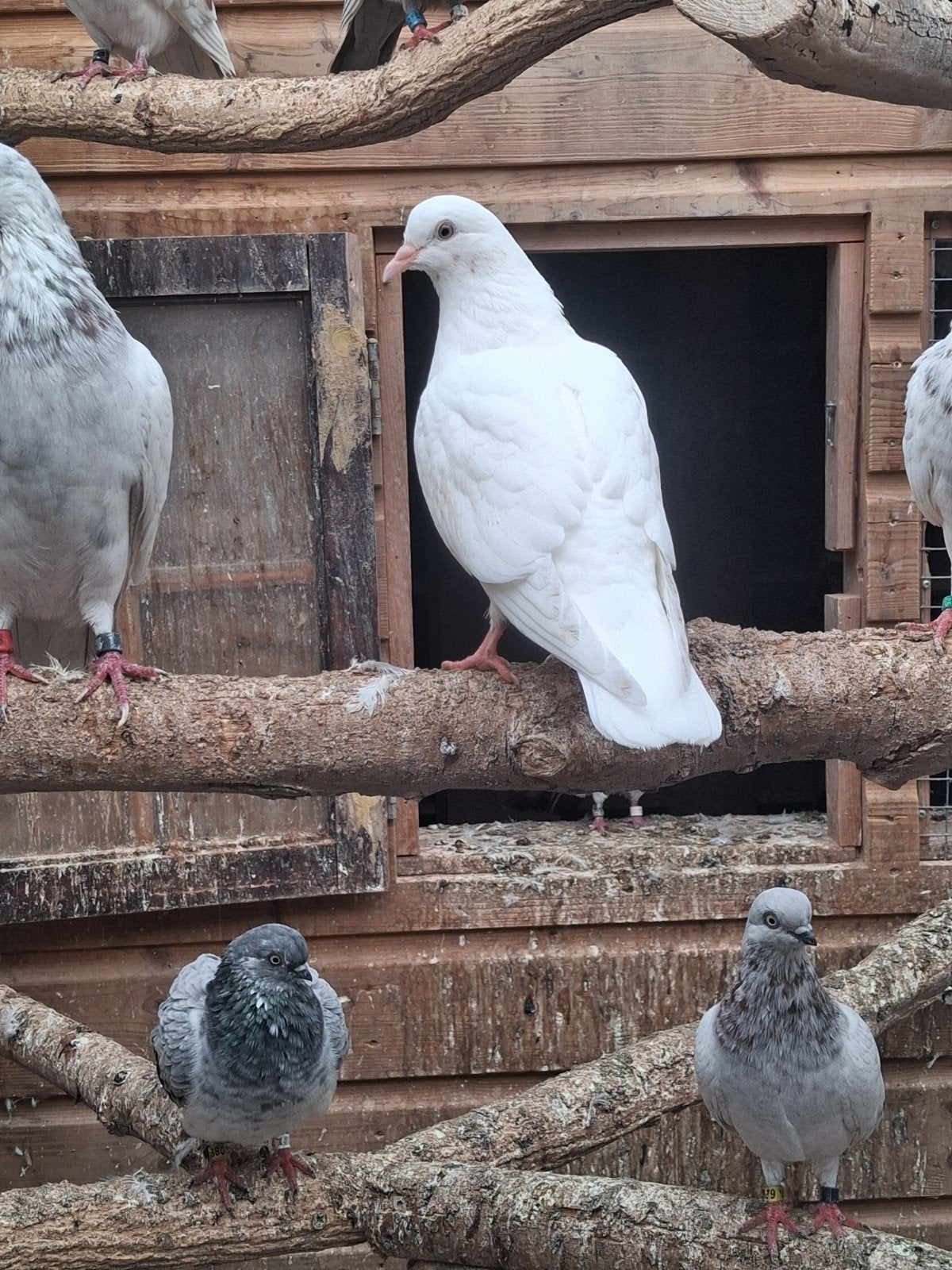 cumulet jong pieper, Geslacht onbekend, Overige soorten