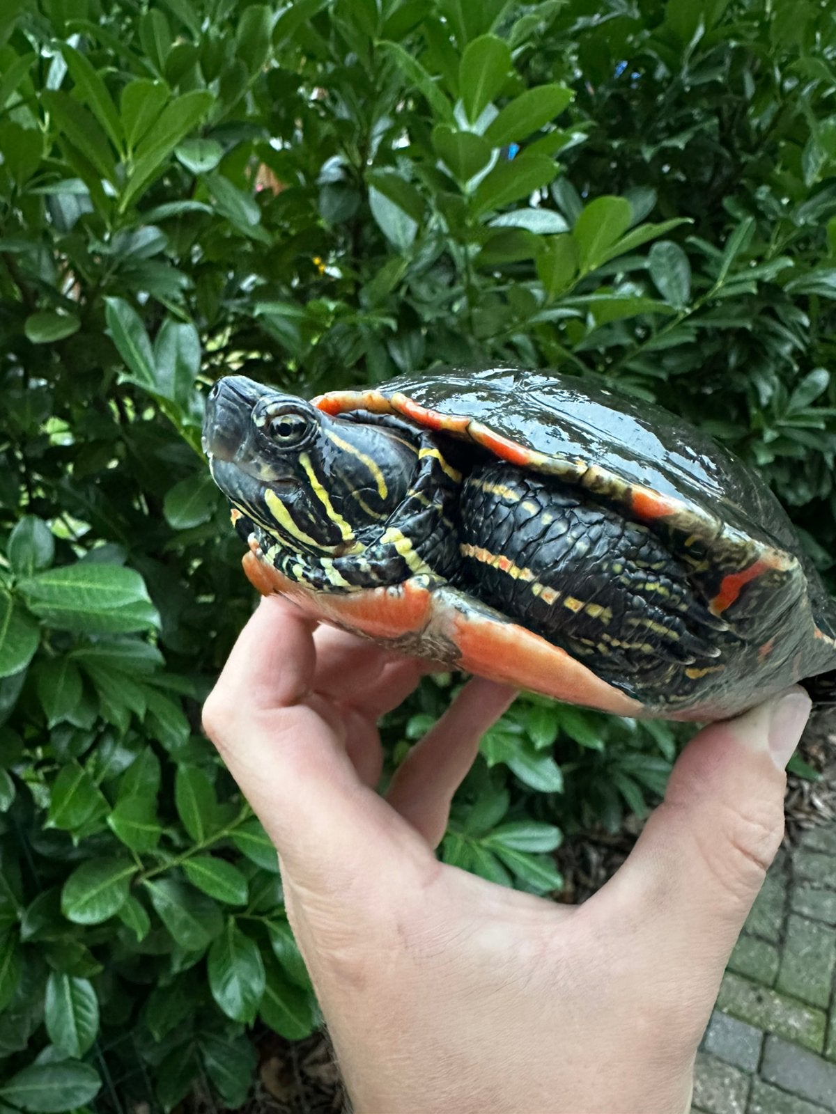 Chrysemys picta belli - Westelijke sierschildpad Turtle photo 4