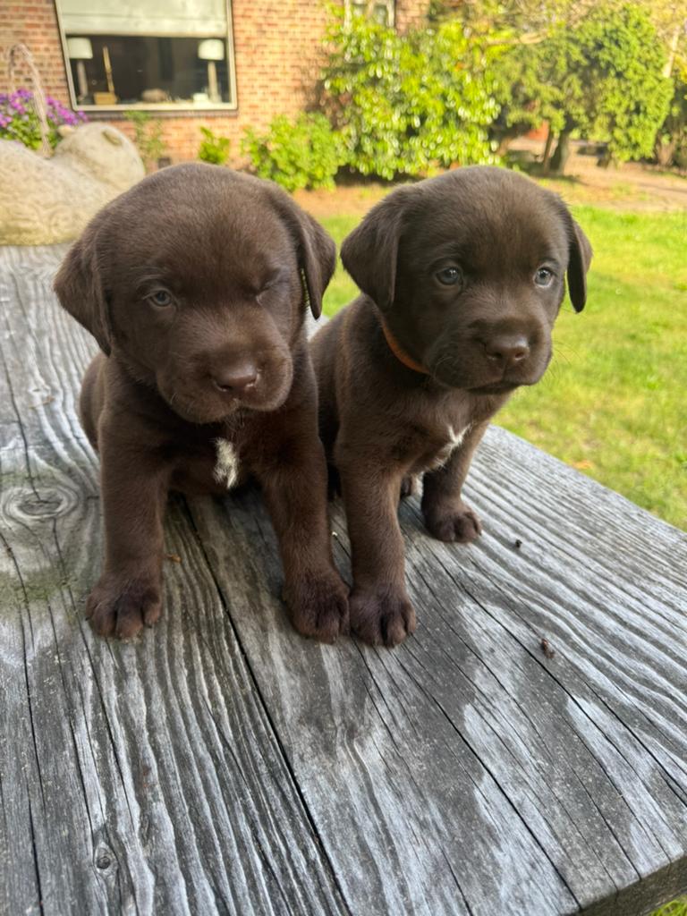 Nog 2 stoere bruine labrador pups te koop, Dieren en Toebehoren, Parvo, 8 tot 15 weken, Labrador retriever, Meerdere
