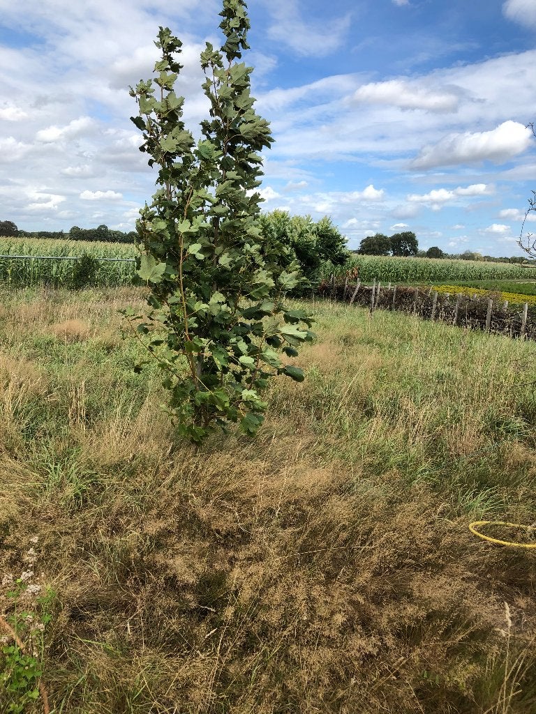 Esdoorn boom, Ophalen, Volle zon, Overige soorten