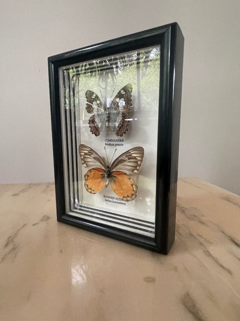 Vlinderlijst met twee opgezette vlinders, Ophalen of Verzenden, Gebruikt, Insect, Opgezet dier