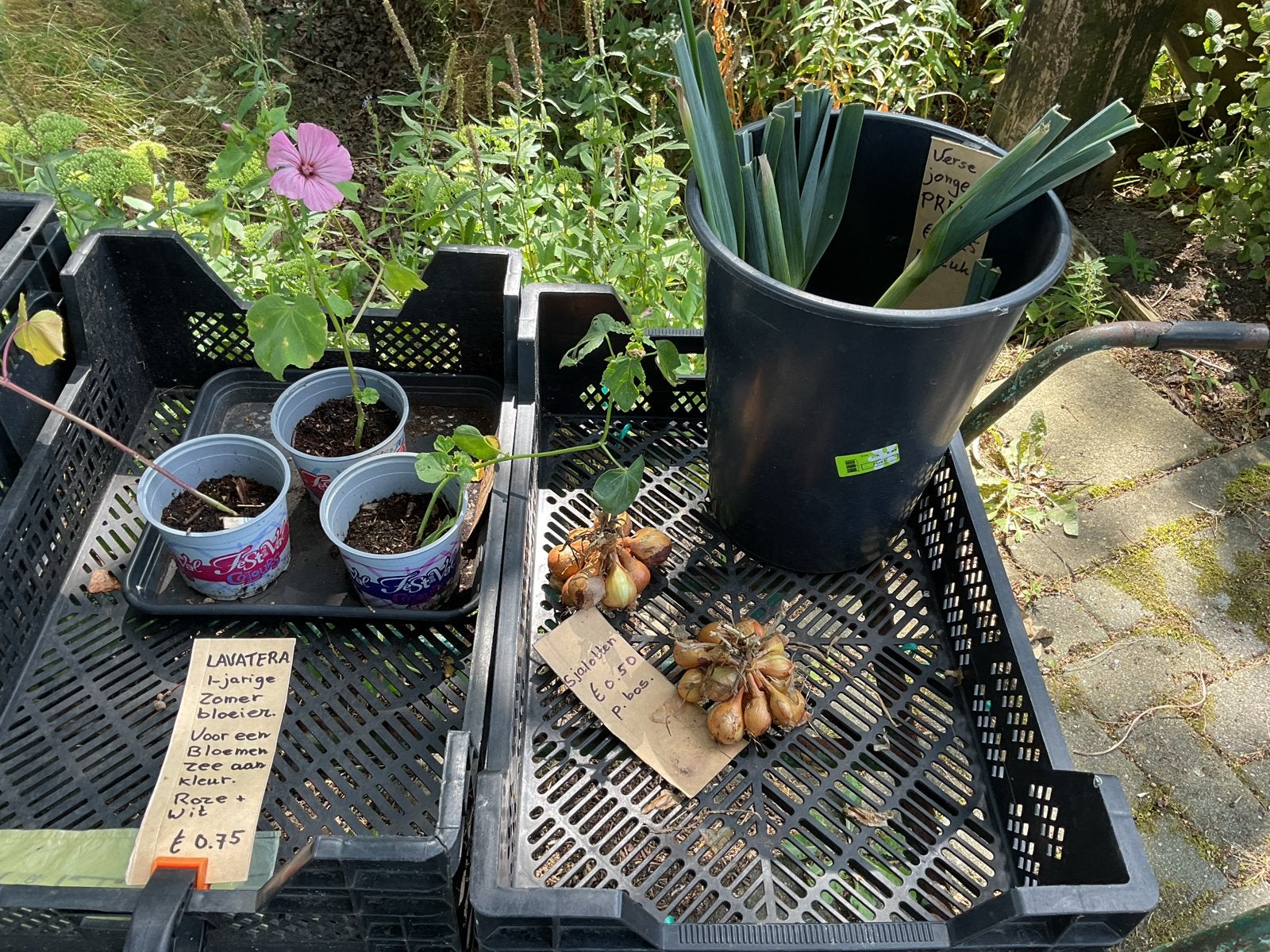 Verse Courgette uit eigen moestuin, Tuin en Terras, Planten | Tuinplanten, Ophalen