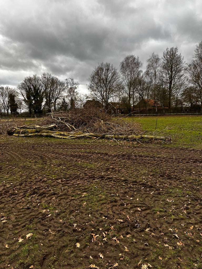 Populier hout stookhout haardhout, 6 m³ of meer, Ophalen, Overige houtsoorten, Stammen