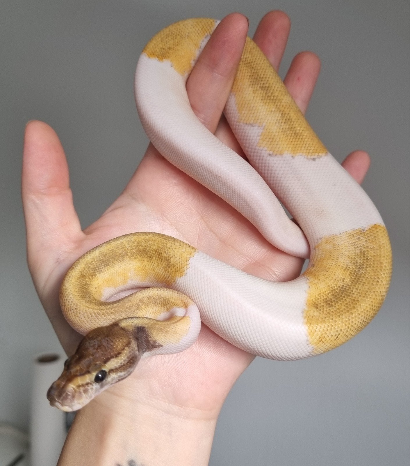 0.1 mojave enchi pinstripe piebald koningspython, Slang, 0 tot 2 jaar