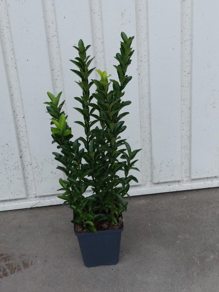 Euonymus jap green spire (kardinaalsmuts), Vaste plant, Bloeit niet, Halfschaduw, Ophalen