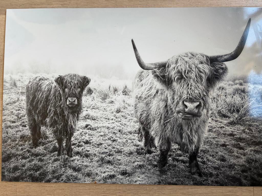 Spatscherm achter fornuis/kookplaat - 60x40 cm, Ophalen, Overige typen, Nieuw, Minder dan 50 cm