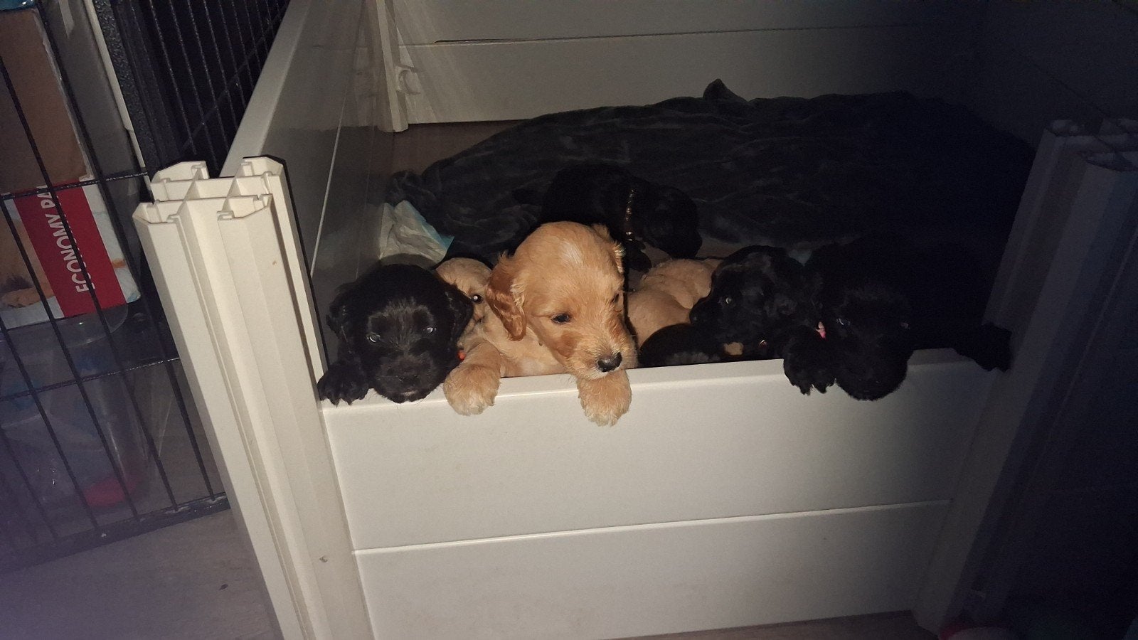 Schattige Labradoodle pups zoeken hun gouden mandje, 8 tot 15 weken, Meerdere, Meerdere dieren, Middel