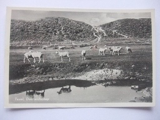 P282 Texel - Duinlandschap met schapen - 1954, Verzenden, 1940 tot 1960, Gelopen, Waddeneilanden