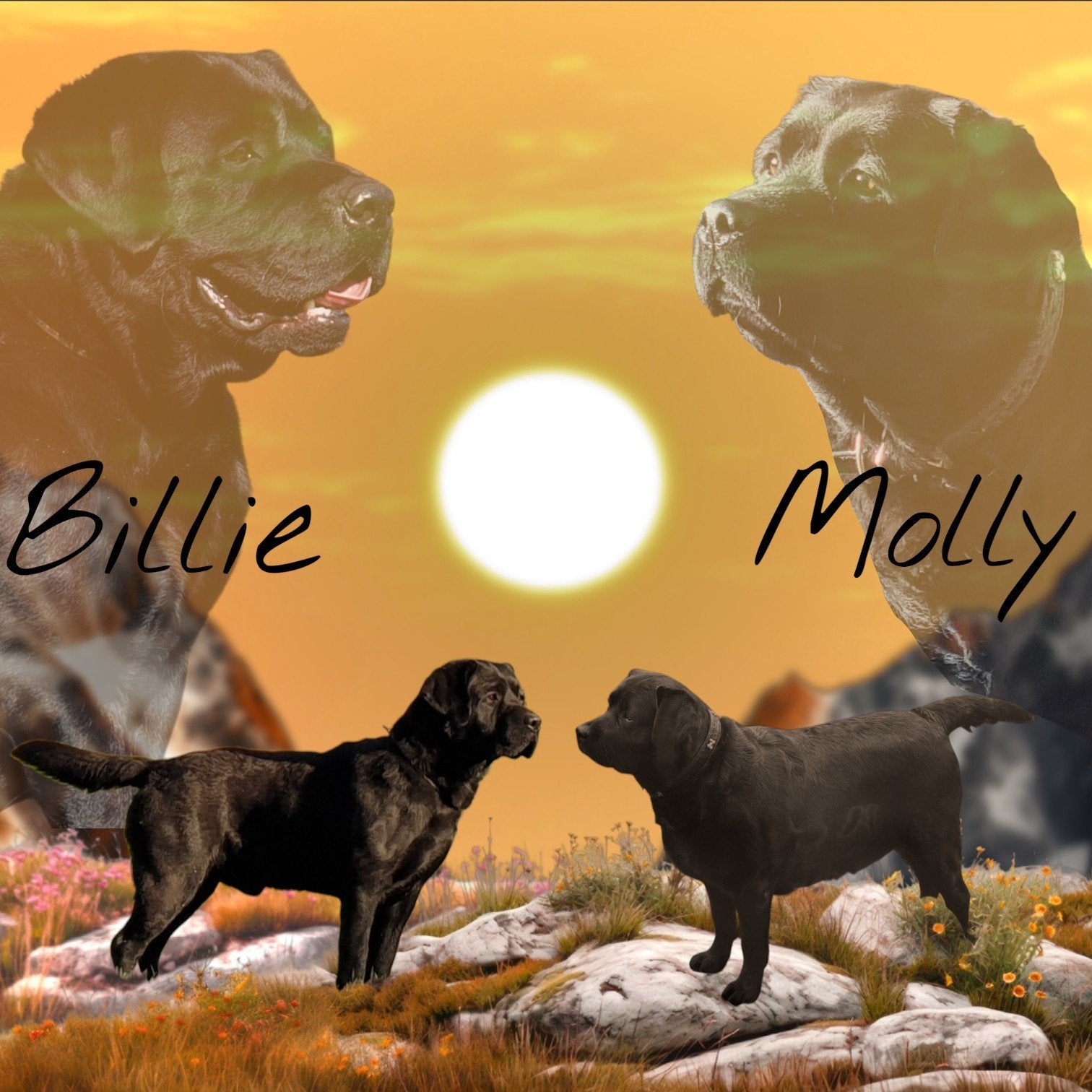 Zwarte Labrador Retriever Pups Met FCI Stamboom, Dieren en Toebehoren, Honden | Retrievers, Spaniëls en Waterhonden, Parvo, 8 tot 15 weken