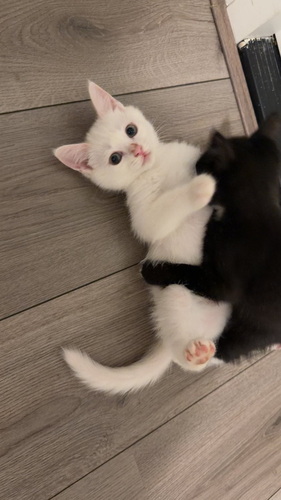 Kittens, Dieren en Toebehoren, Meerdere dieren, 0 tot 2 jaar