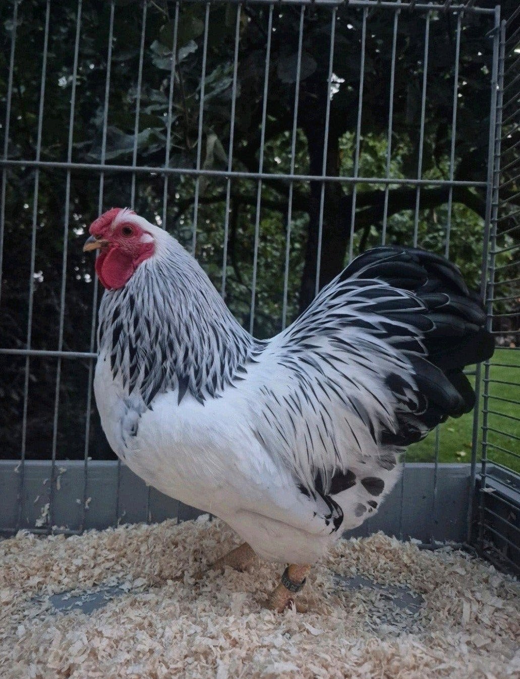 3 jonge Wyandotte krielen columbia, Dieren en Toebehoren, Meerdere dieren, Kip