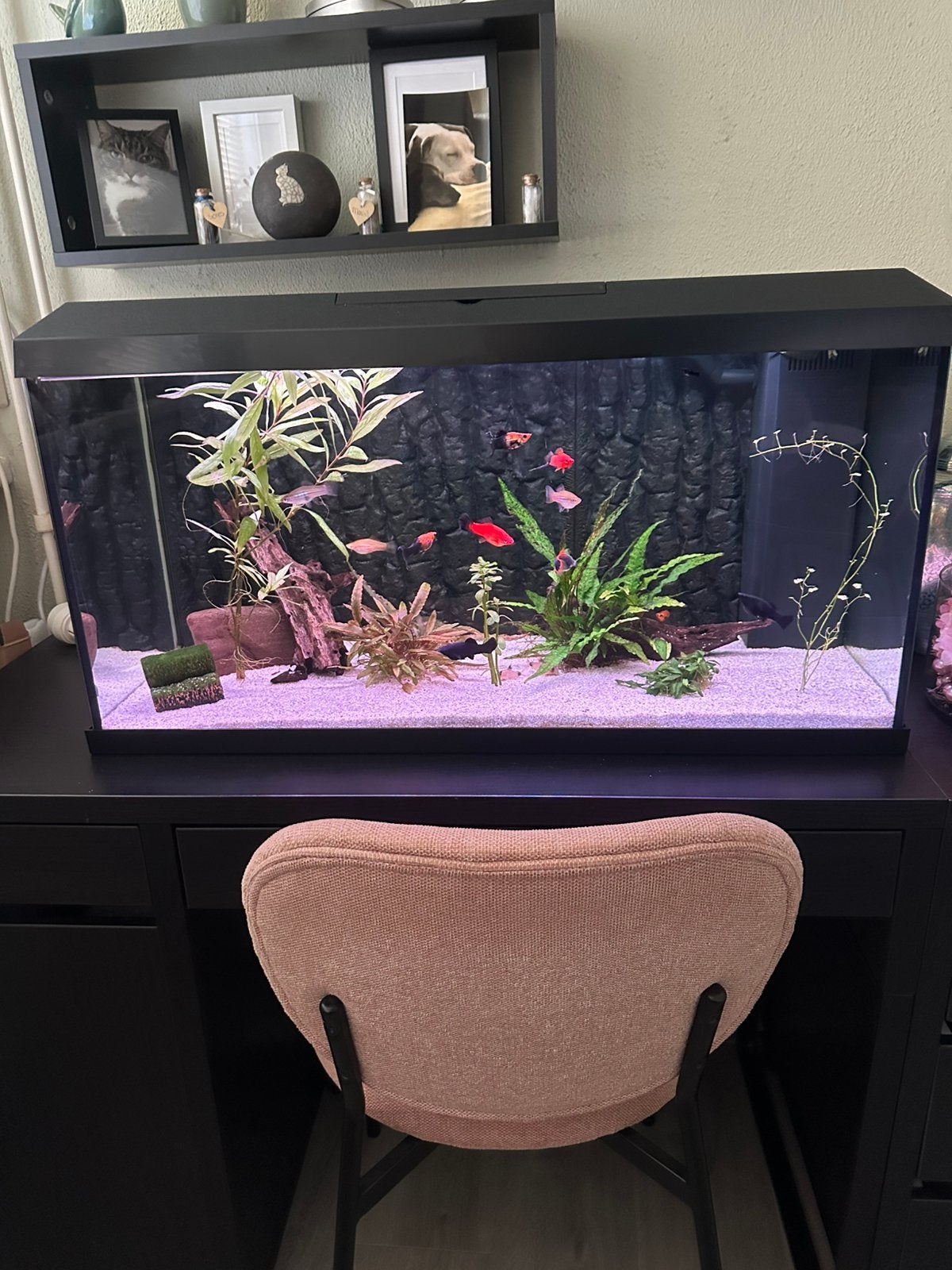 Juwel Primo 110 liter aquarium, Dieren en Toebehoren, Ophalen, Zo goed als nieuw, Gevuld zoetwateraquarium, Juwel