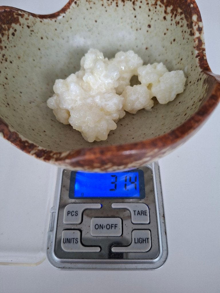 kefir, melkkefir 30gram, Ophalen