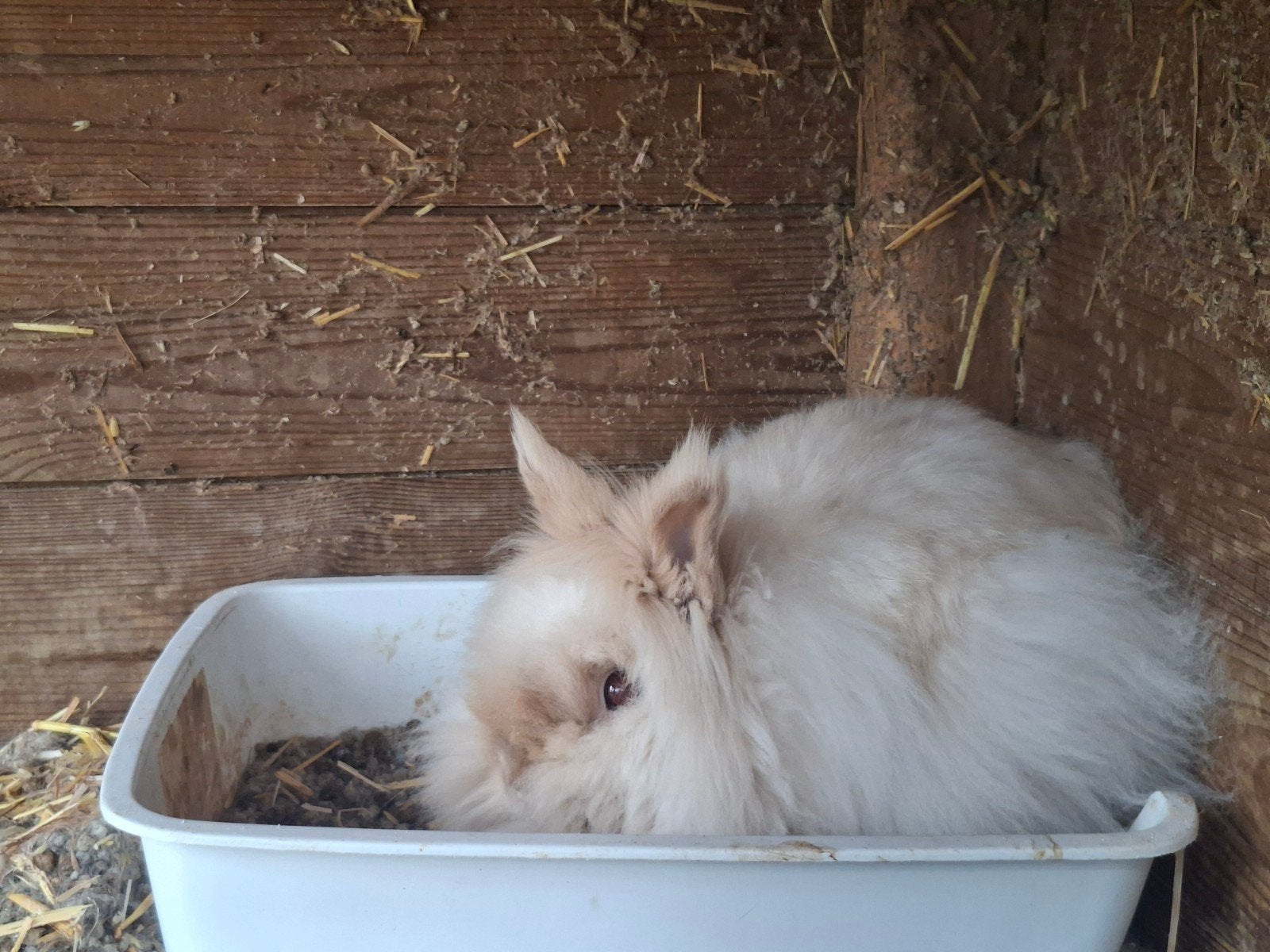 Verkoop 3 konijnen!!! Met spoed!, Dieren en Toebehoren, Konijnen, Meerdere dieren