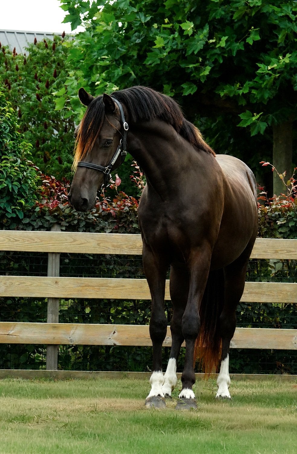 2.5 jarige beloftevolle D-pony hengst, Hengst, 0 tot 2 jaar