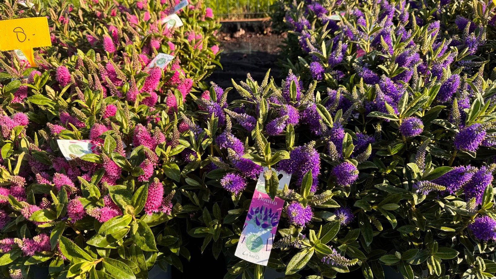 Hebe Addenda in 6 kleuren - 17 en 23 cm pot., Vaste plant, Halfschaduw, Zomer, Ophalen