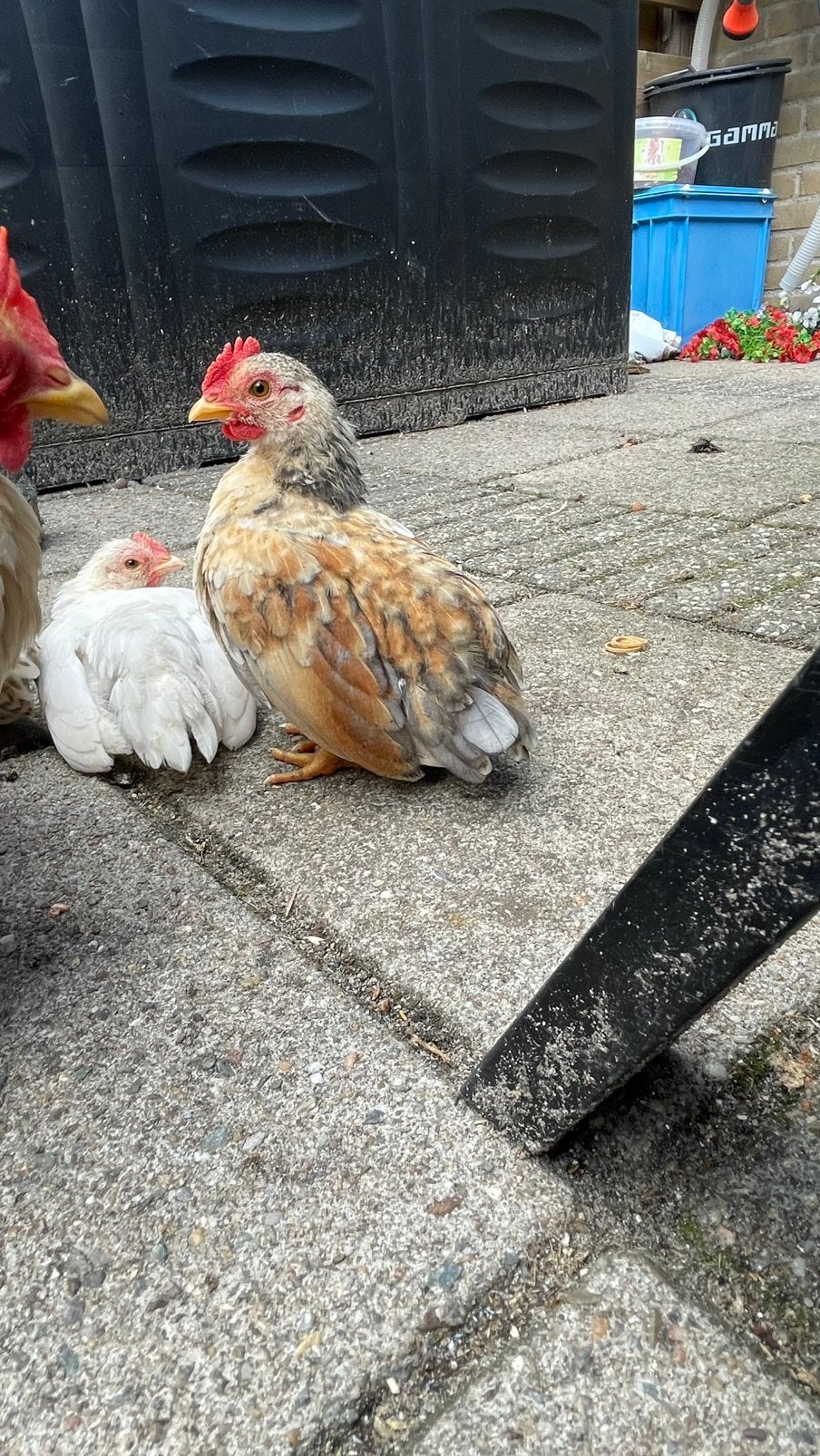 Serama ayam, Dieren en Toebehoren, Meerdere dieren, Kip